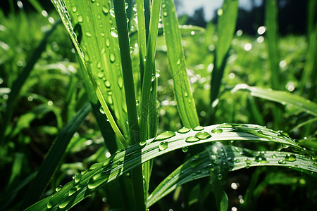 水滴水纹绿色草叶上的水滴背景