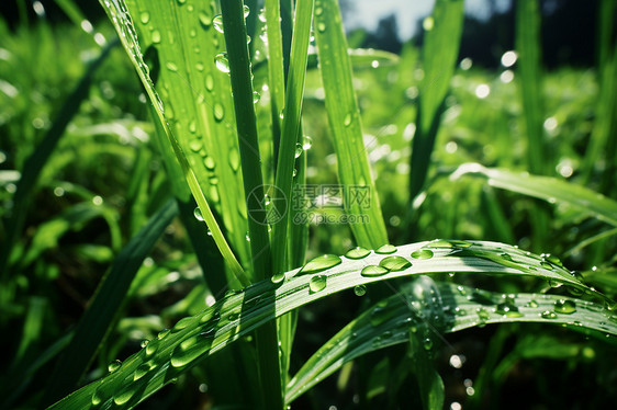 绿色草叶上的水滴图片