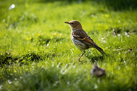 草地上的动物草地上的小鸟背景