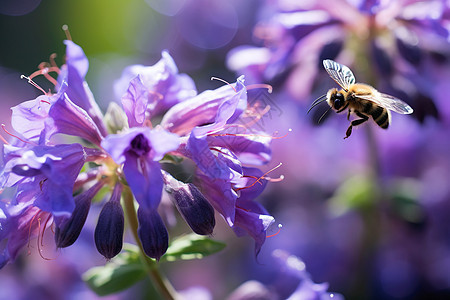 紫色花朵中的蜜蜂图片