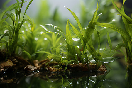 青草与清水水生植物高清图片