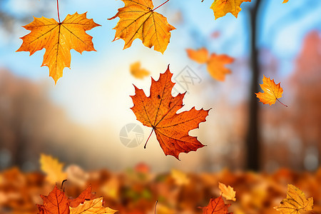 秋天飘落的叶子图片