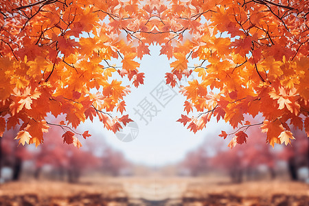 秋天的森林背景图片