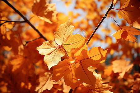 秋天林间金黄色的树叶图片