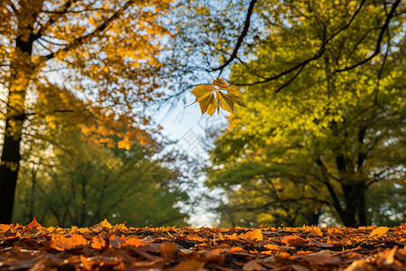 公园里的秋天落叶图片