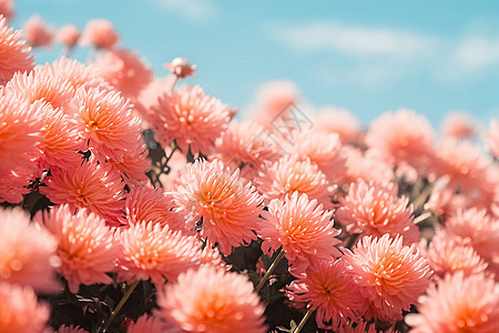 盛开的菊花花海图片