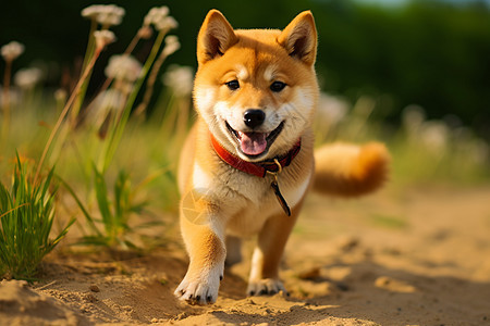 户外草地上玩耍的柴犬狗狗背景图片