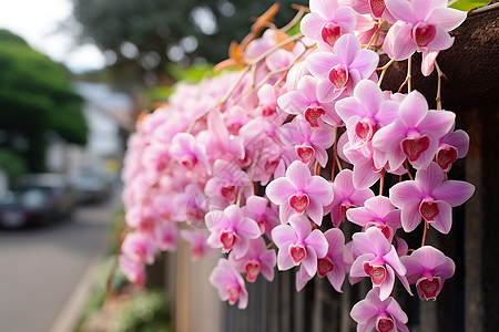 花园中绽放的兰花花朵图片