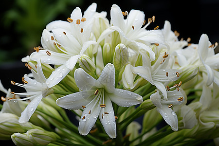 花园中美丽的百合花花朵图片