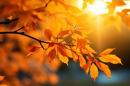 阳光明媚的秋日公园图片