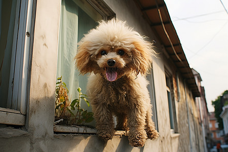 乡村家养的泰迪犬图片