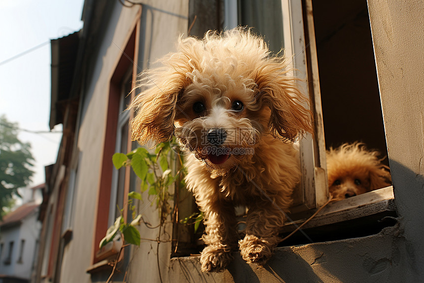 乖巧可爱的泰迪犬图片