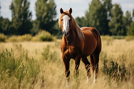 张掖马场荒野上放牧的马匹背景