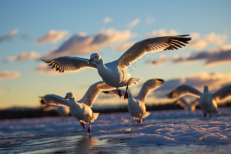 夕阳下的海鸥群飞翔图片