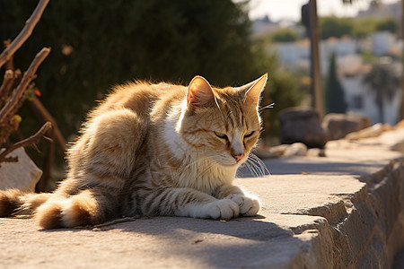 可爱的动物猫咪图片