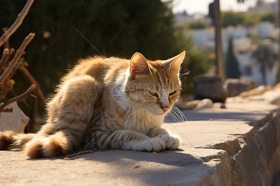 可爱的动物猫咪图片