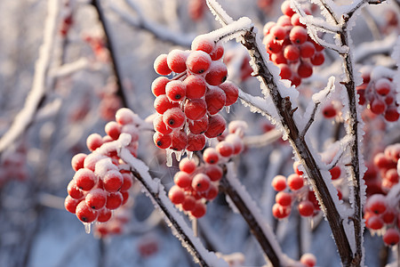 雪地中树枝上的浆果图片