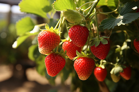 农场中等待采摘的草莓背景图片