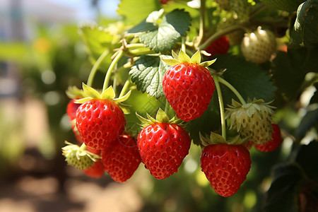 农场中种植的草莓背景图片