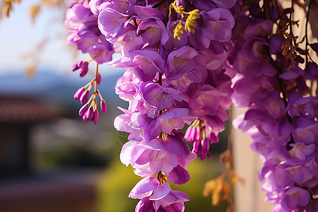 悬挂的紫色花穗图片