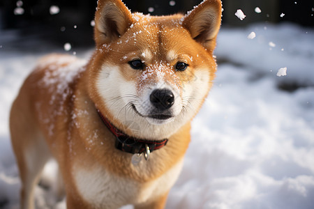 冬日雪地玩耍的小狗图片
