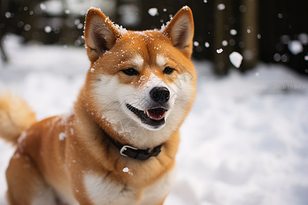 可爱的柴犬在雪中图片