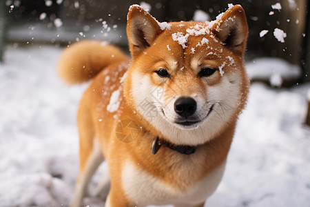 冬日欢乐柴犬玩雪背景图片
