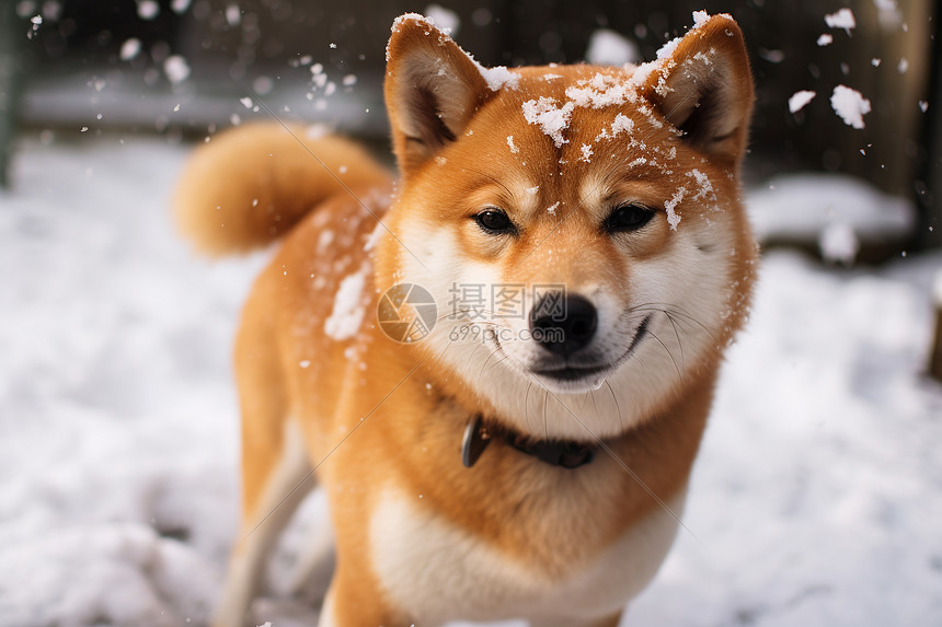 冬日欢乐柴犬玩雪图片