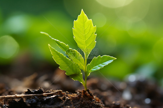 绿植破土而出图片