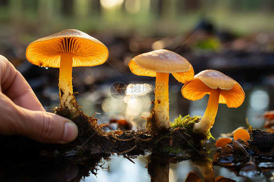 森林中手持小蘑菇的手图片
