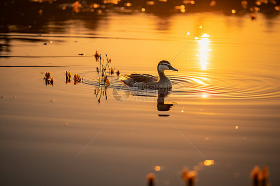 日落时湖面上有一只鸭子图片