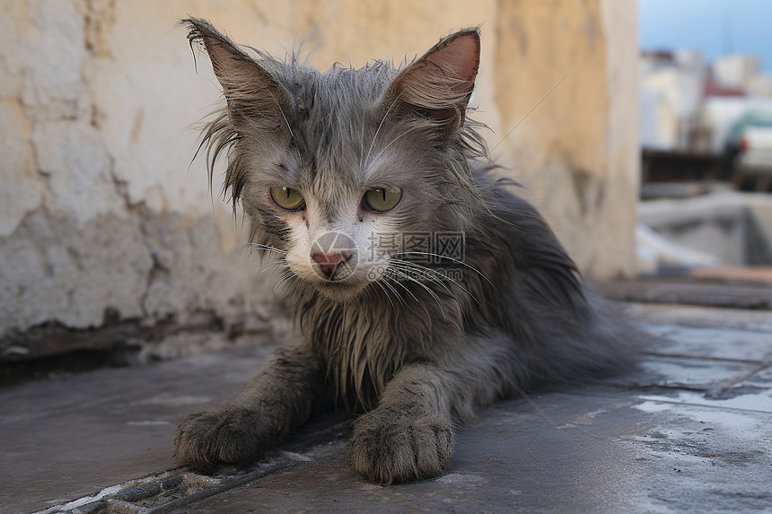 街道上沾满污渍的小猫图片