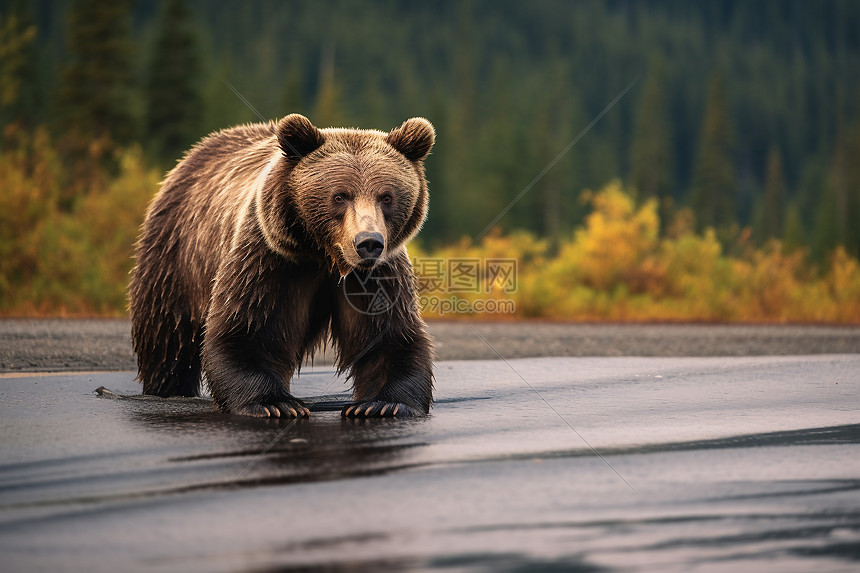 小路上一只棕熊图片