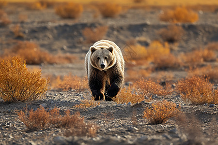熊在沙漠地带漫步图片