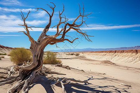 沙漠枯树荒漠中的枯树背景