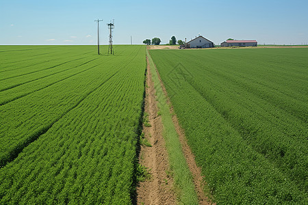 绿油油的麦苗背景图片