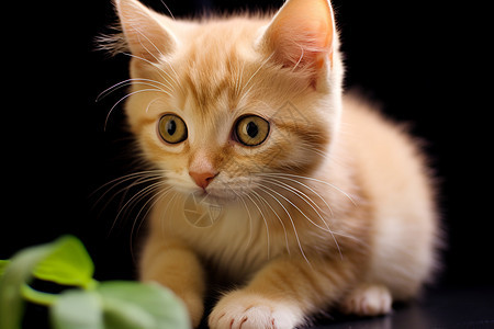 小猫咪与植物背景图片