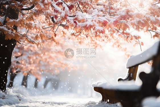 冬日红叶雪景图片