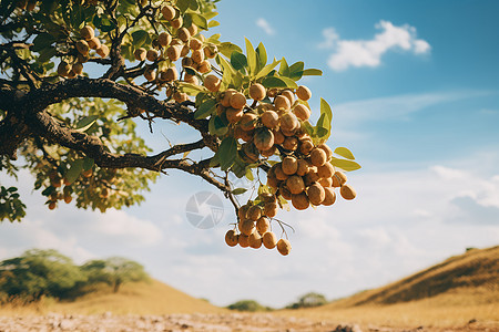 田野间果树上的果实图片