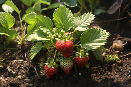 农田里的草莓苗图片