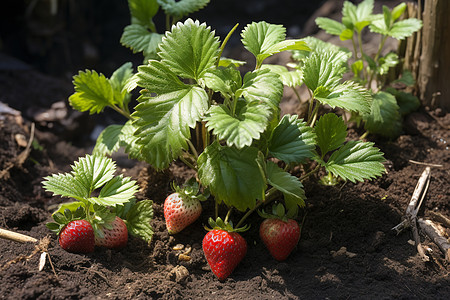 草莓苗上的草莓图片