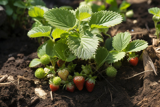 土壤里的草莓苗图片
