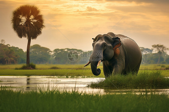 大象在河里走图片
