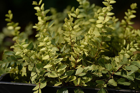 夏季户外的茂密绿植图片