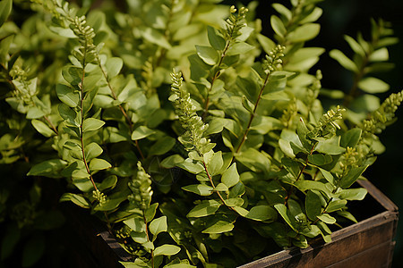 茂盛的绿色植物图片