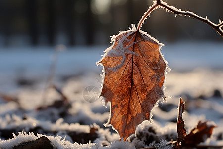 冬日冰雪中一片叶子图片
