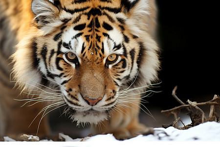 一只虎在动物园的围栏中穿行图片