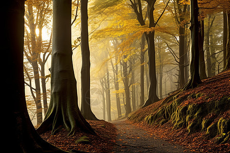 秋日林间的仙境背景图片
