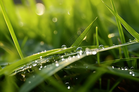户外青草上的雨滴背景图片