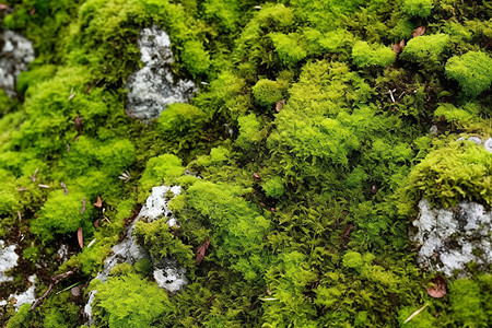 岩石上生长的苔藓背景图片